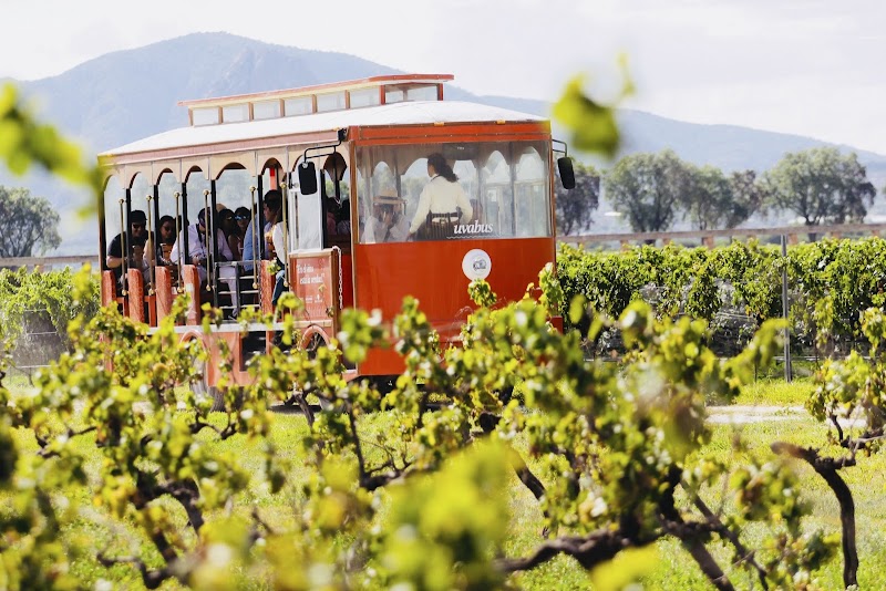 Viva la Vid Harvest