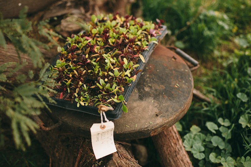 Corazón de Tierra photo 3