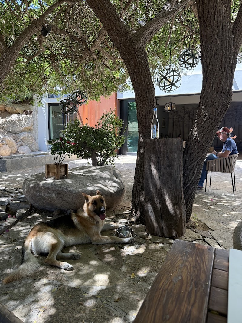 Damiana Restaurant photo 1