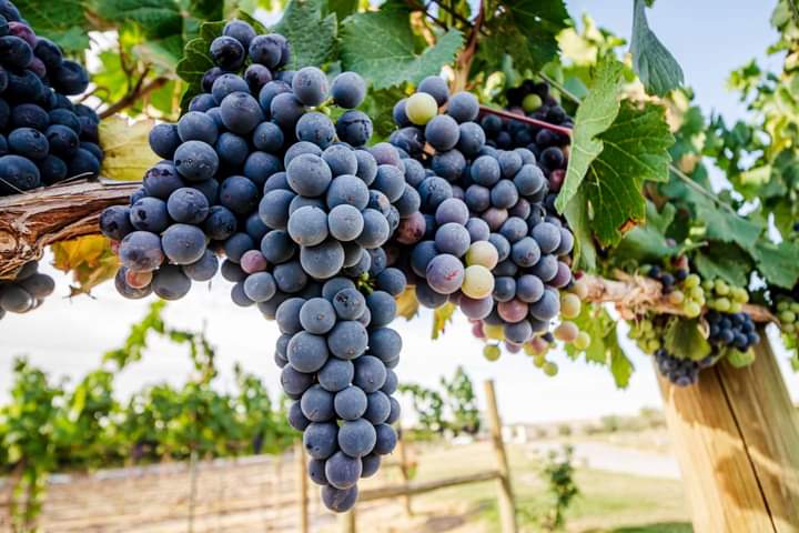 Vinícola Parvada photo 3